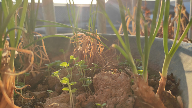 阳台小葱盆栽植物