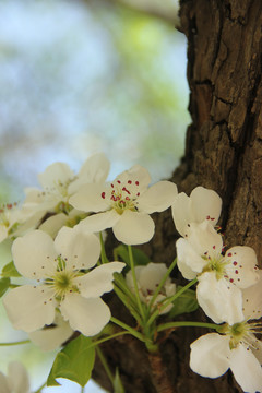 梨树花