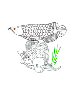 魚