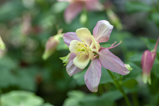 猫爪花耧斗菜