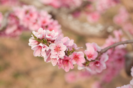 十里桃花