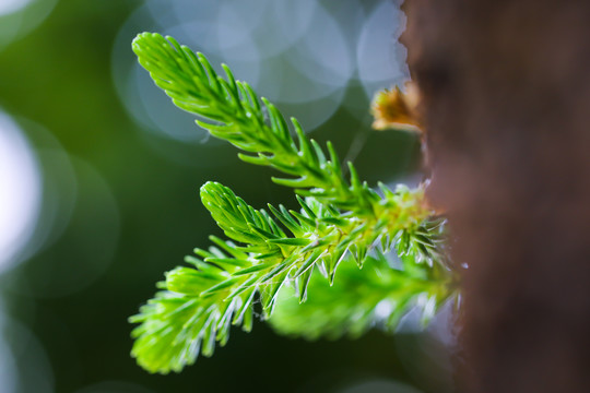 松树嫩绿叶枝芽