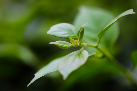 嫩绿叶枝芽