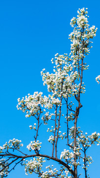 梨树开花