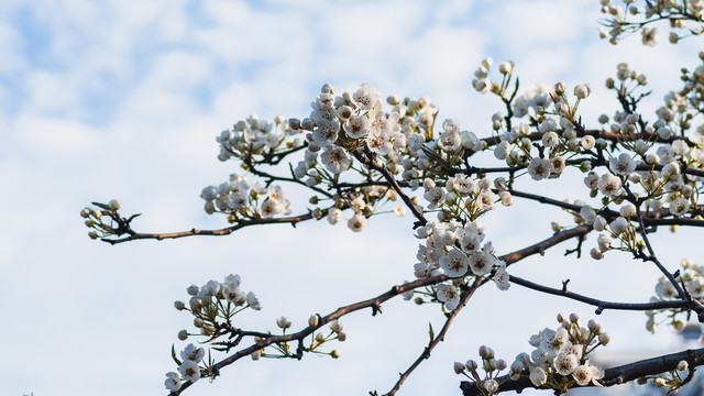 梨树开花