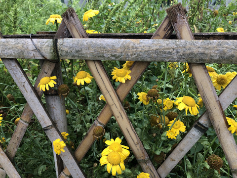 竹篱笆黄色小花田野