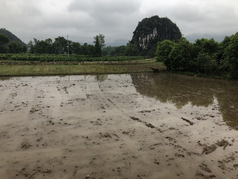 桂北兴安农田