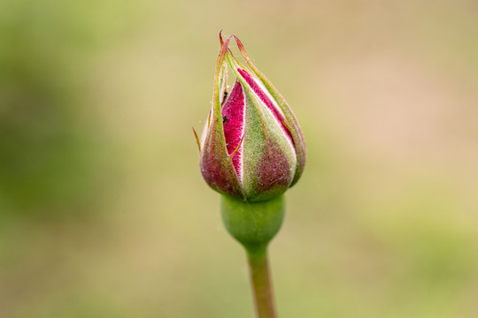 花蕾