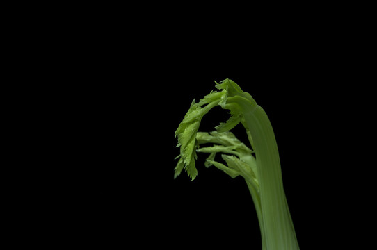 芹菜嫩芽