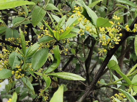 花椒开花