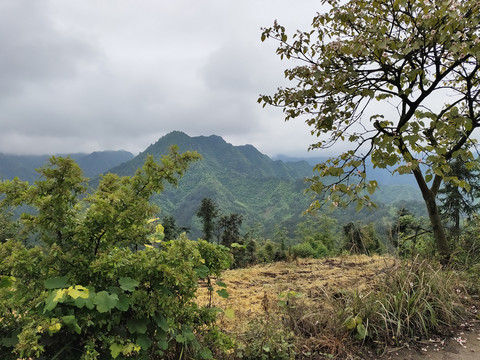 桐子树与远山