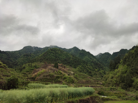 油菜远山