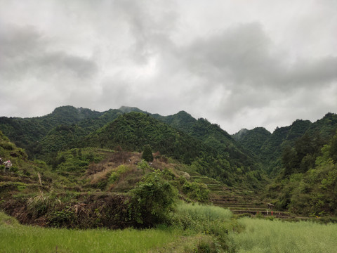 树林与远山