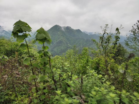 绿植与远山