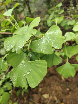 雨后的银杏树叶