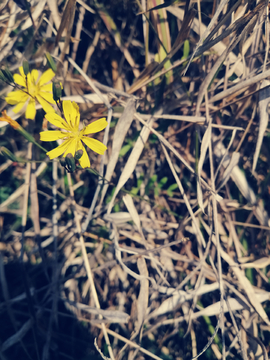 小太阳花