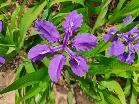 扁竹花