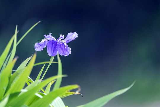 一朵透亮的鸢尾花