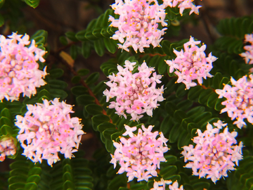 狼毒花