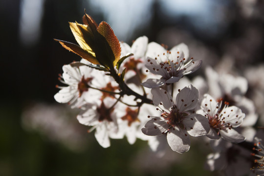 李樹花