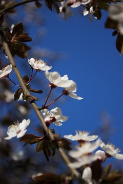 李树花