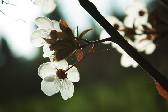 李树花