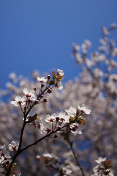 李树花