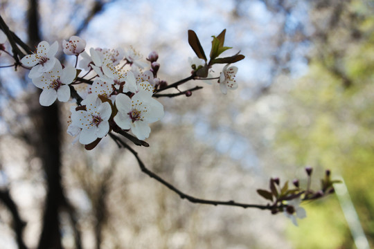 李树花