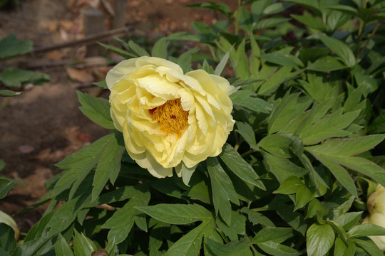 黄色牡丹花