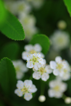 沙棘果花