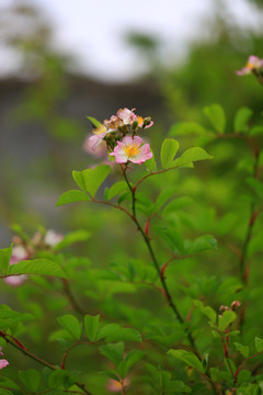 野蔷薇