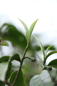 浴光的茶芽