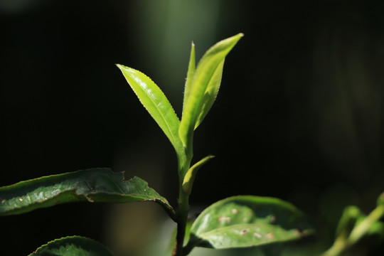 浴光的茶芽