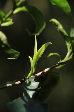 浴光的茶芽