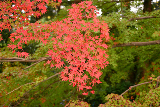 日本東京八枝市紅楓葉