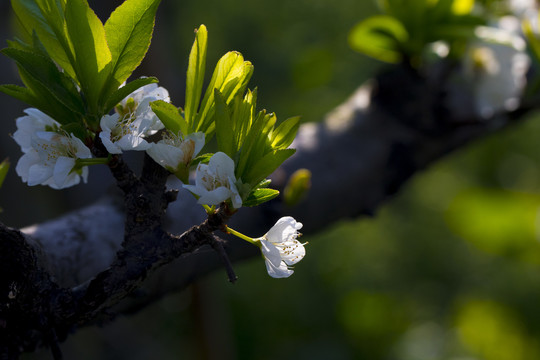 李子花