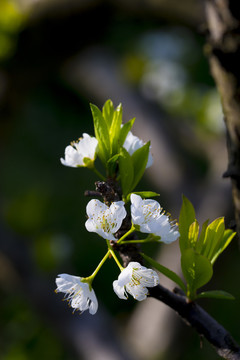 李子花