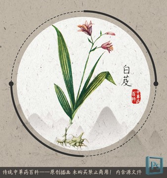 中草藥植物插畫白芨