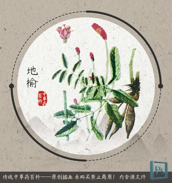 中草藥植物插畫地榆