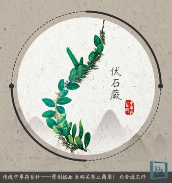 中草药植物插画伏石蕨