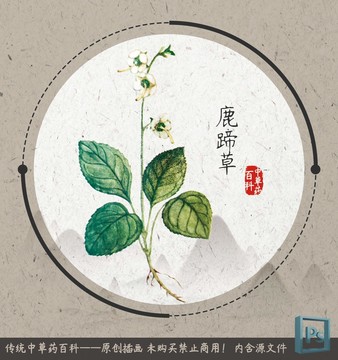 中草药植物插画鹿蹄草