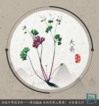 中草药植物插画天葵