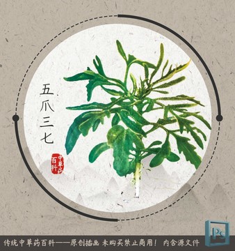 中草药植物插画五爪三七