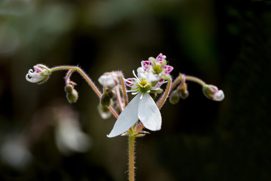 虎耳草