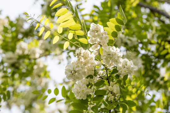 槐花素材