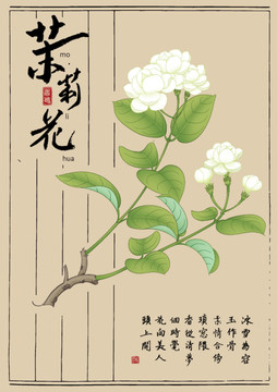 茉莉花矢量插图