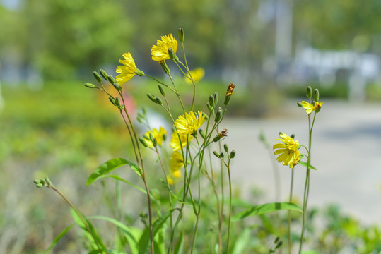 苦荬菜