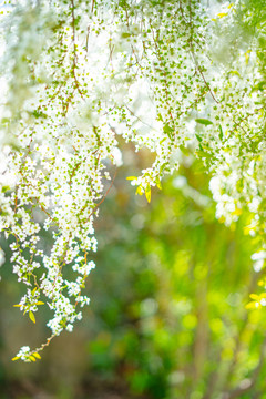 白色小花春夏天鲜花植物