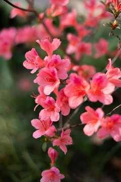 杜鹃花桃花春天鲜花植物