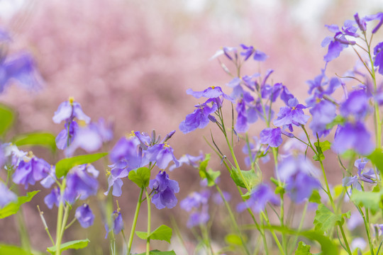 紫色鸢尾花春夏天鲜花植物